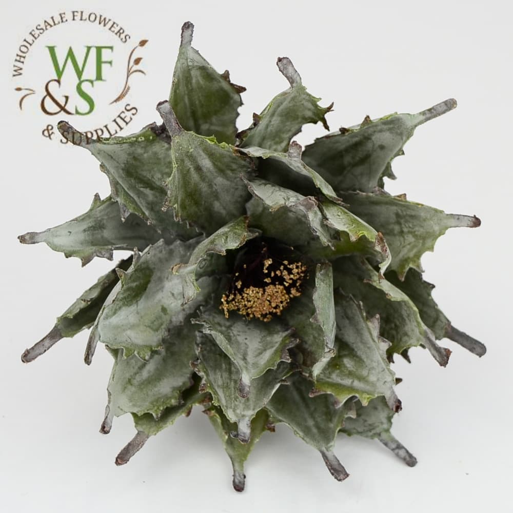 8" Spiny Succulent Green