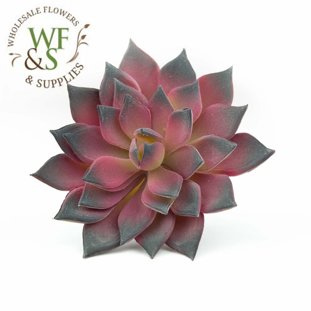 4.75" Mini Burgundy Echeveria Cactus