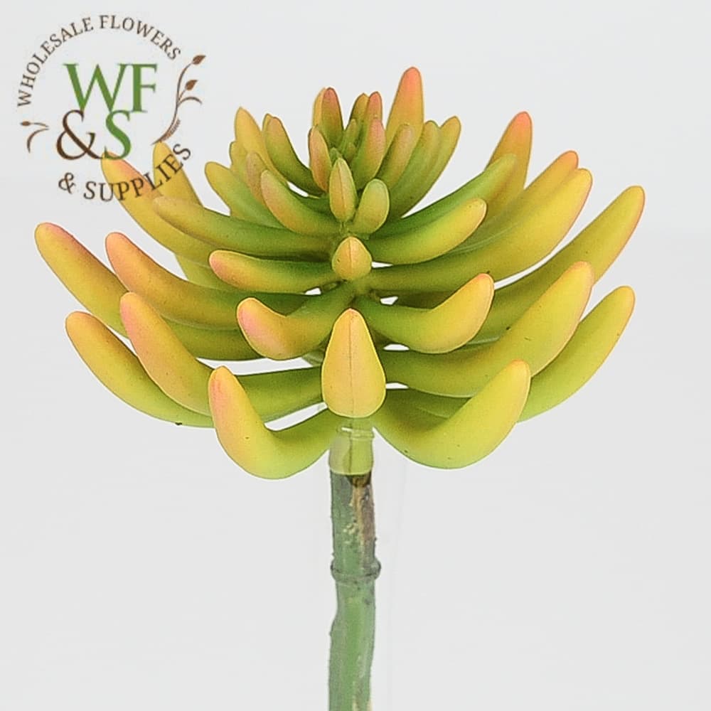 10" spike aeonium pick ye/lm