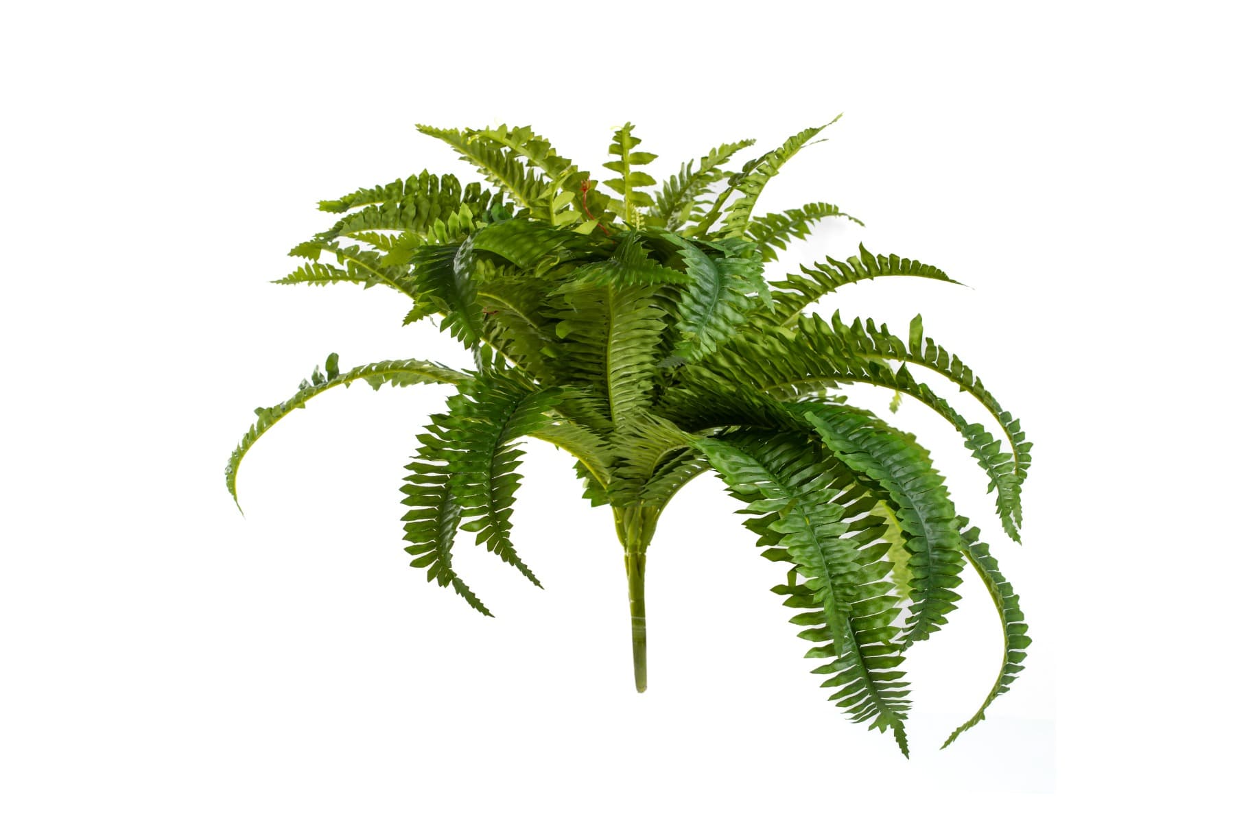 26" Boston fern