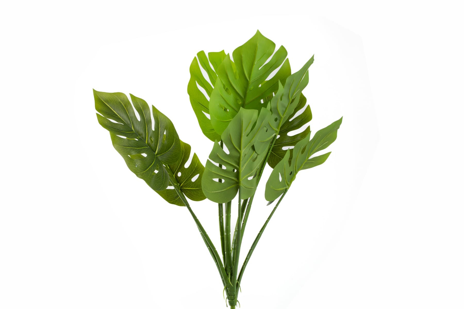 26" Green Monstera plant