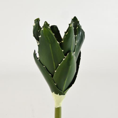 8.2" Green Eva Aloe Plant