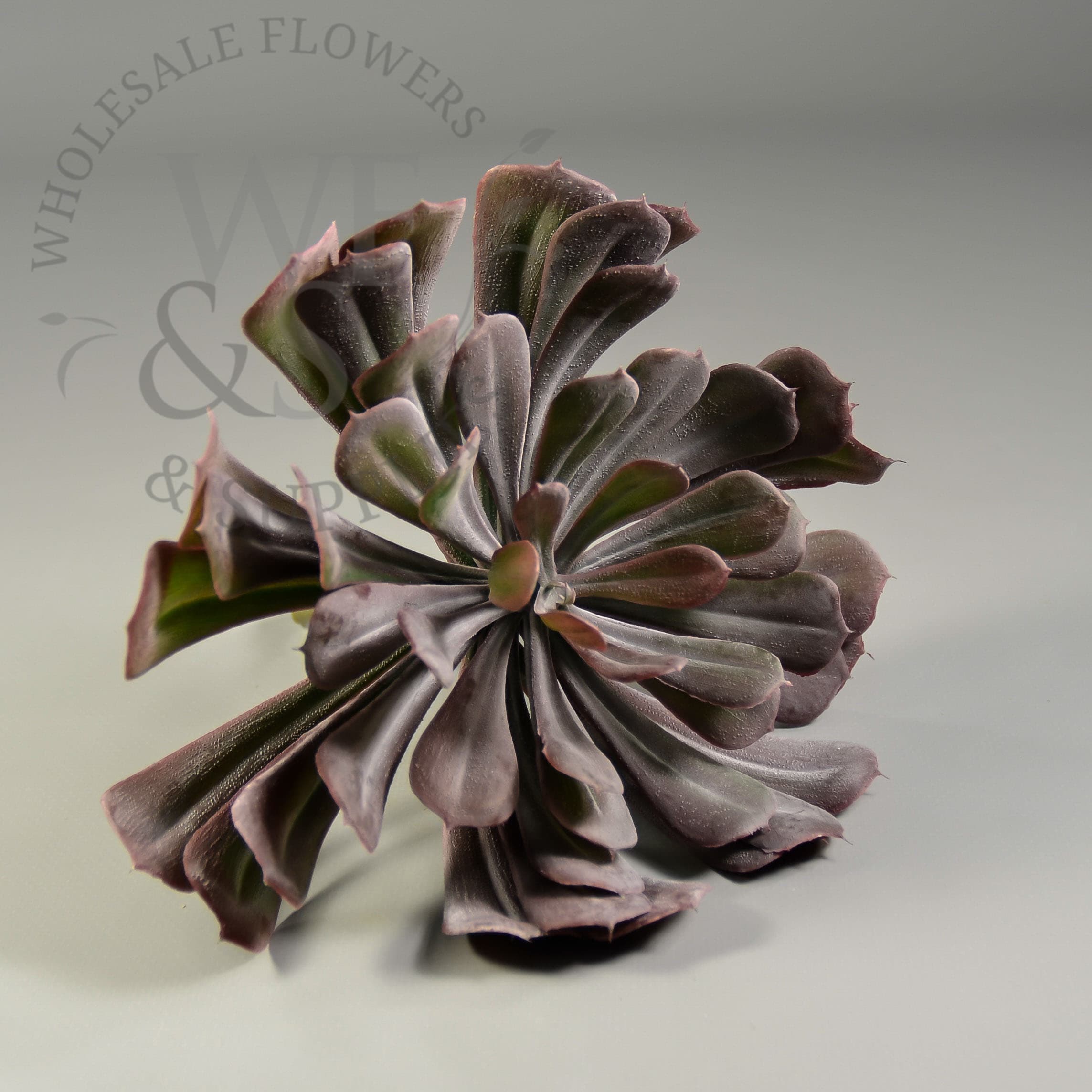 6" Aeonium Succulent Burg Grey