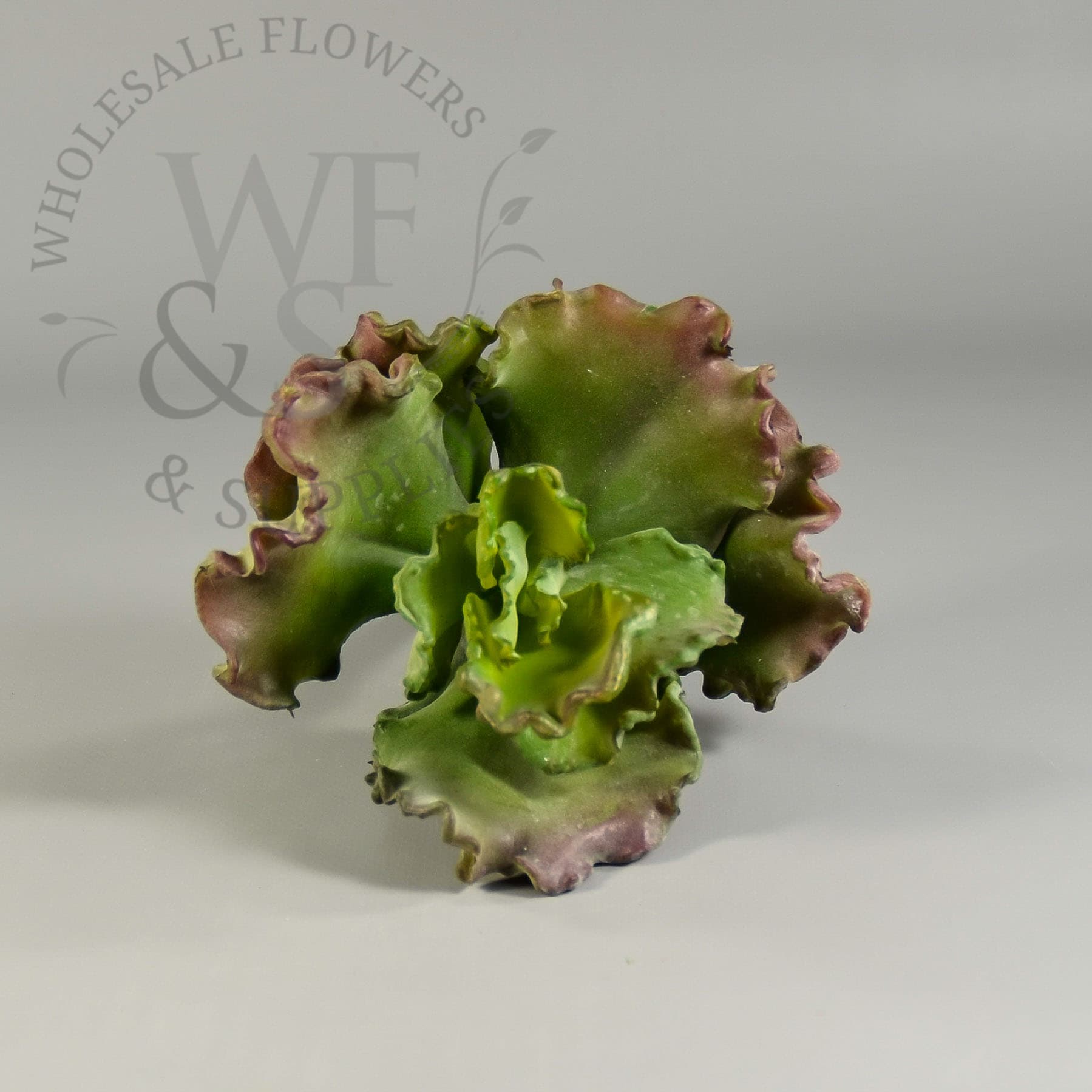 9" Curly Echeveria Purple Green