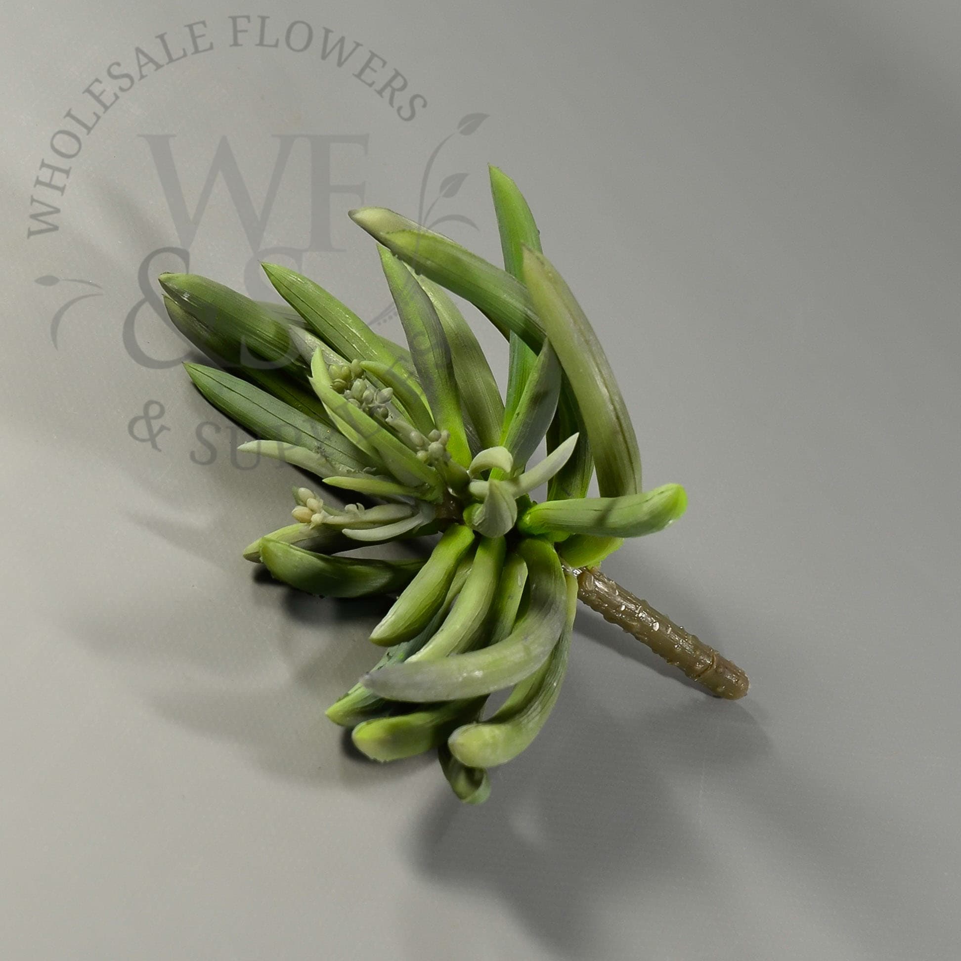 6" Spike Aeonium Succulent Green DISC