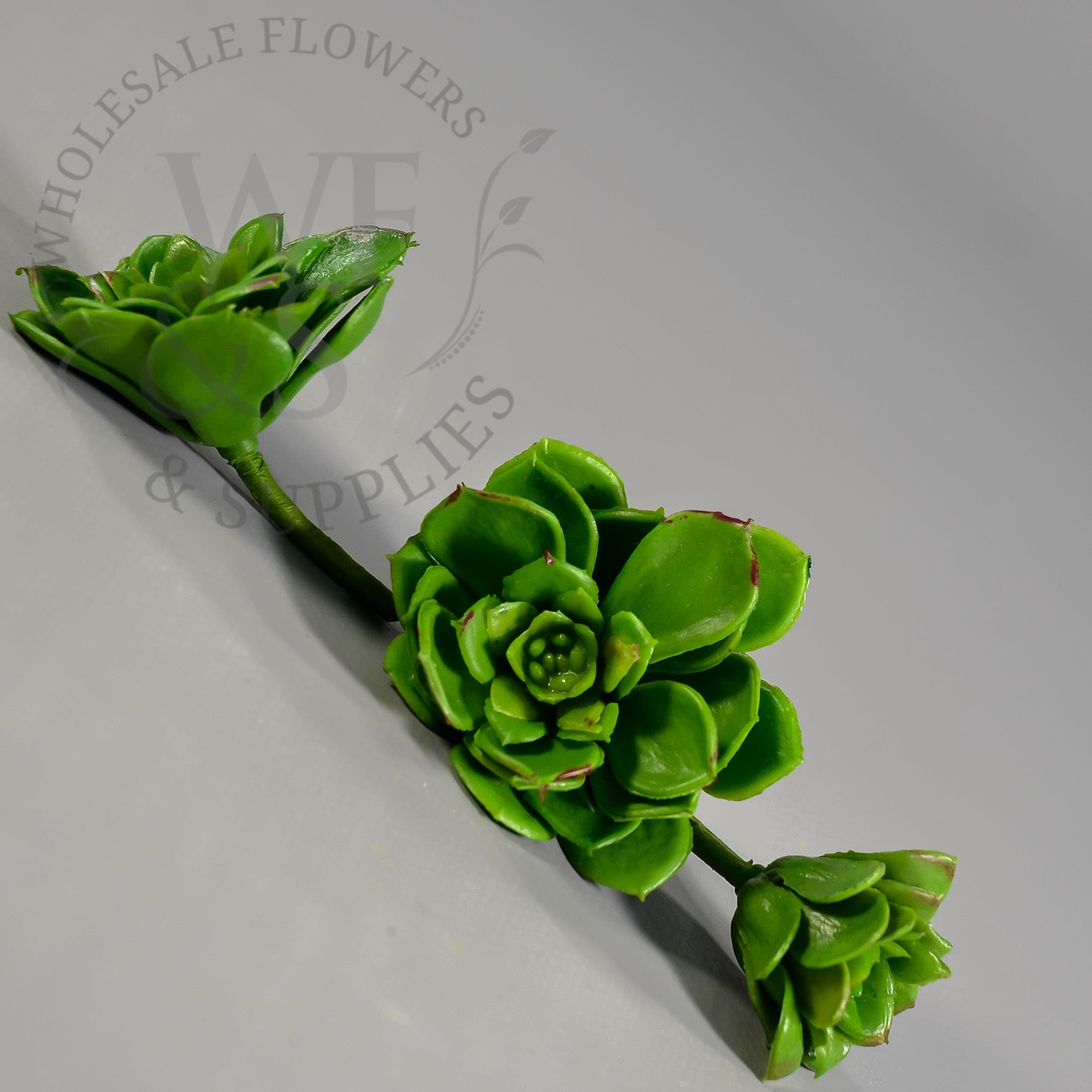 Assorted Baby Echeveria 3 per bag