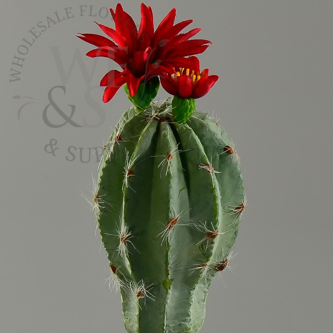 6" Hedgehog Cactus Green