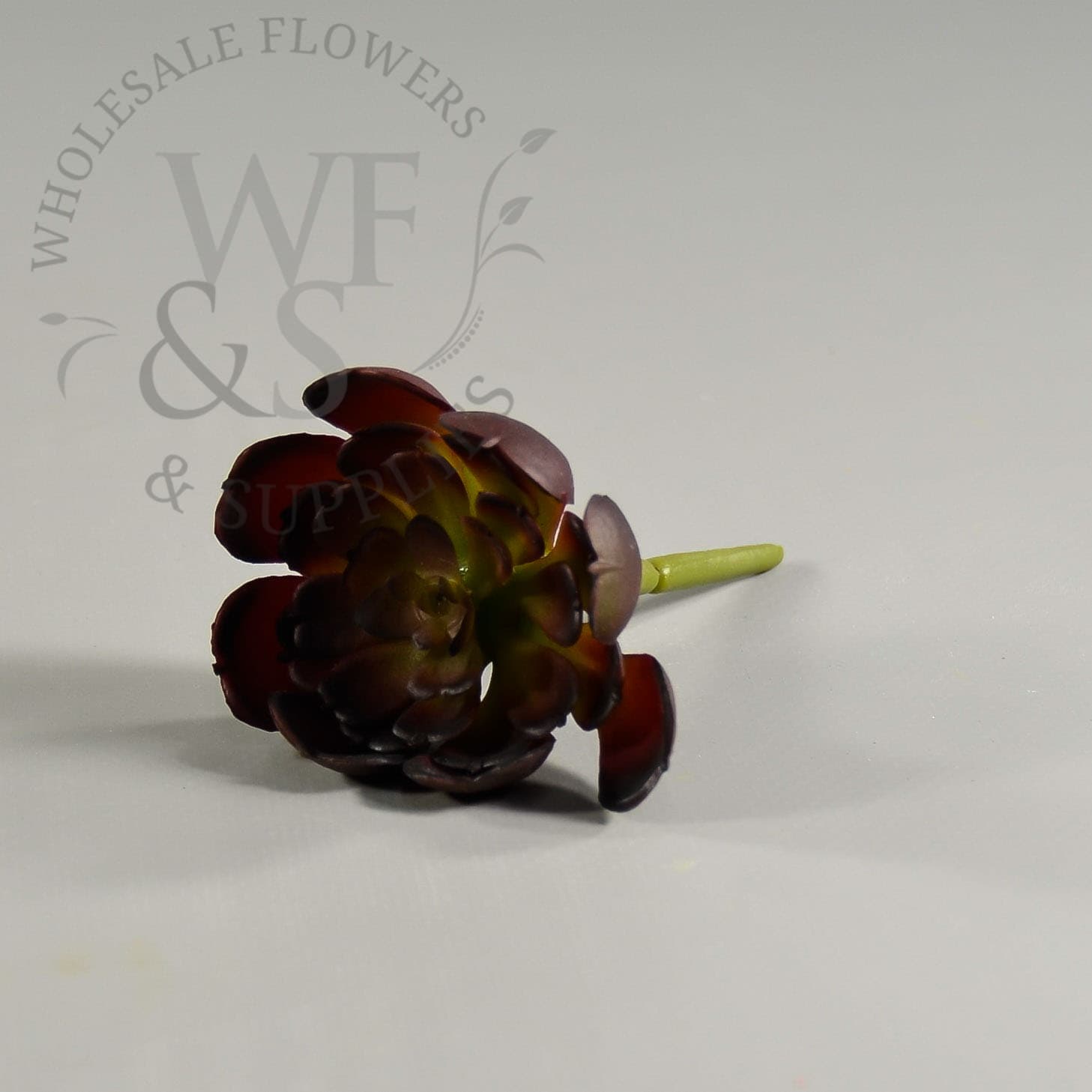 2.5" Burgundy Baby Echeveria