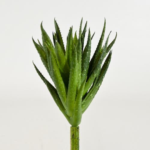 Green Mini Aloe Succulent 8"