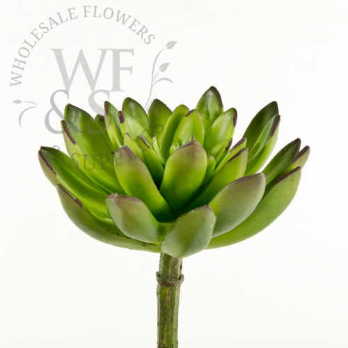 9" Echeveria Succulent Green