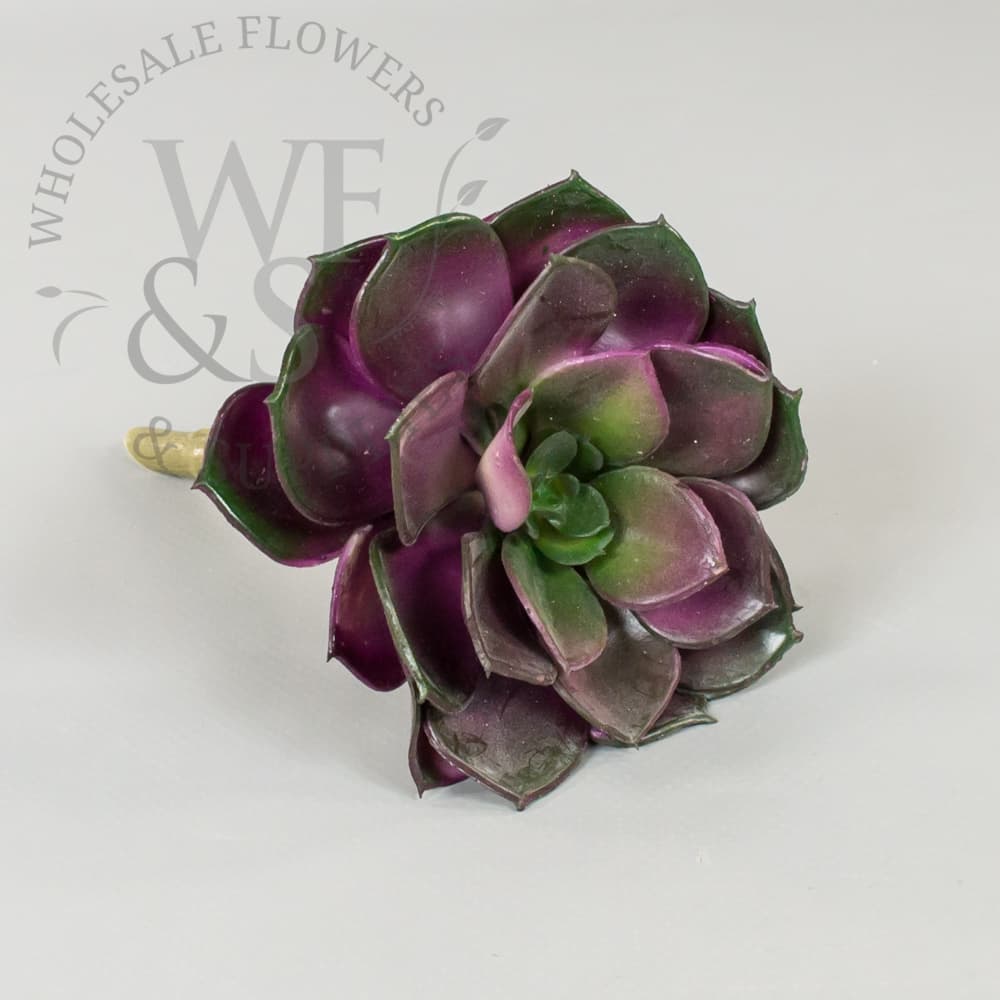 5" Echeveria Succulent Purple and Green