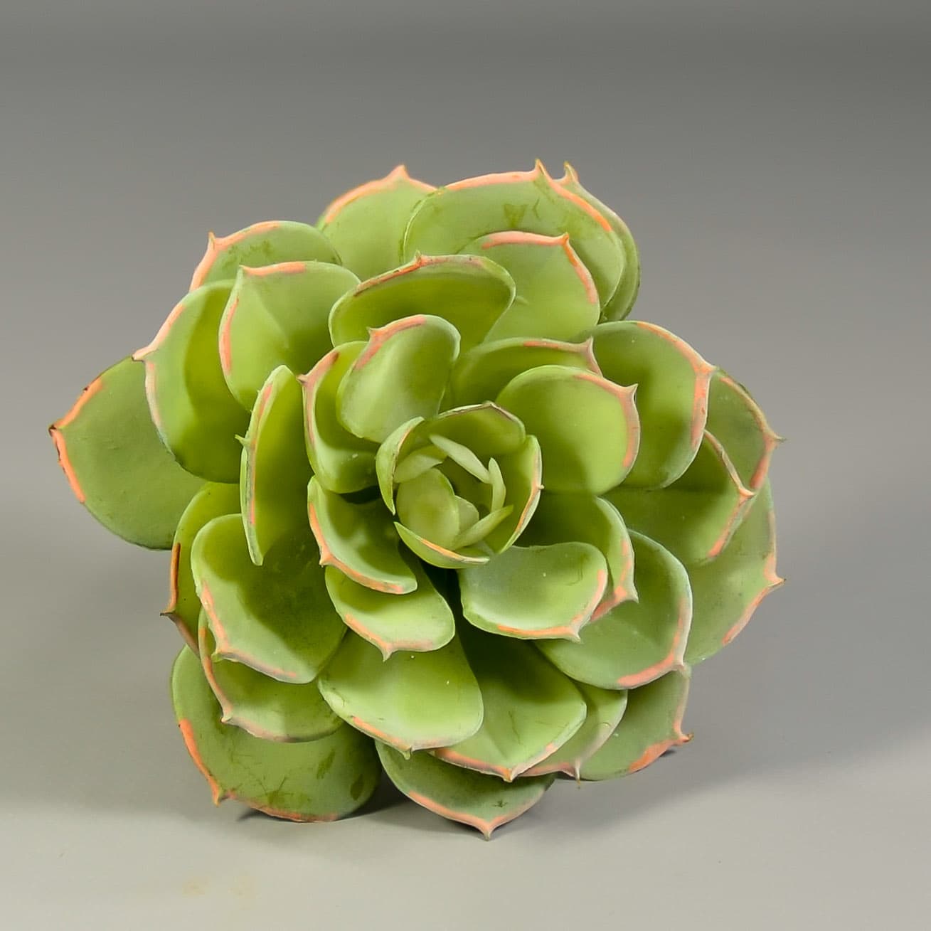 6" Echeveria Pick Green/ Pink