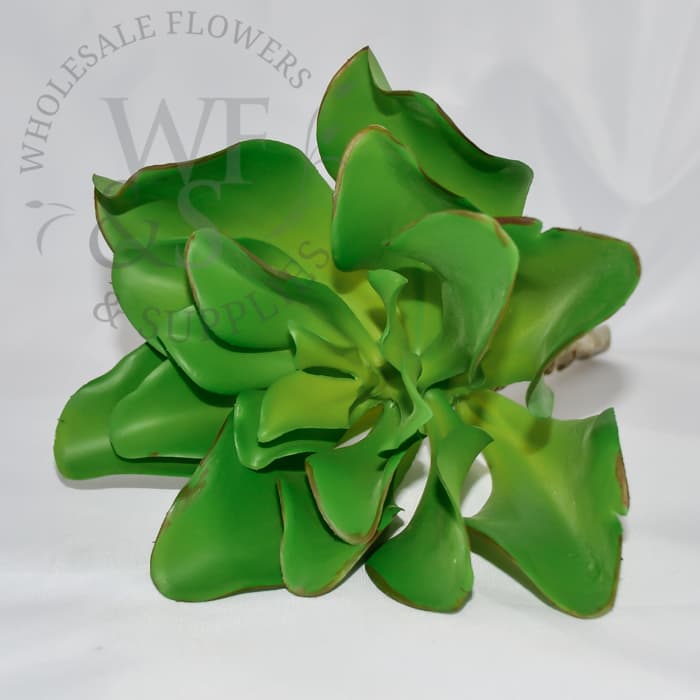 Echeveria cassythia 8" Tall