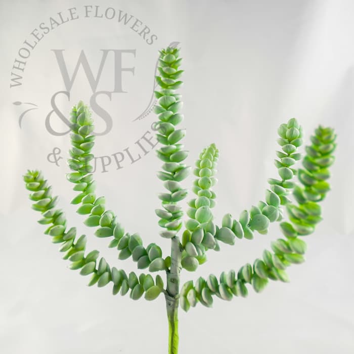 Crassula Perforata Succulent Plant Sedum-Aeonium