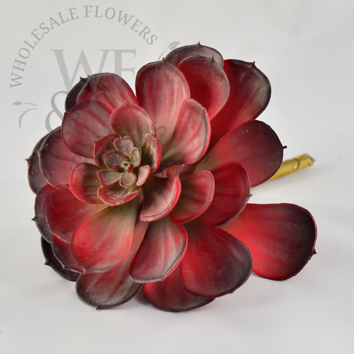 Echeveria 'Afterglow' 6" Tall 5" Wide