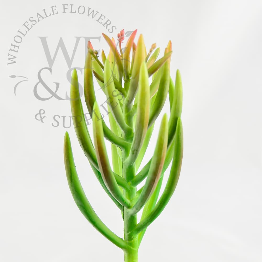 Kalanchoe Succulent 9"