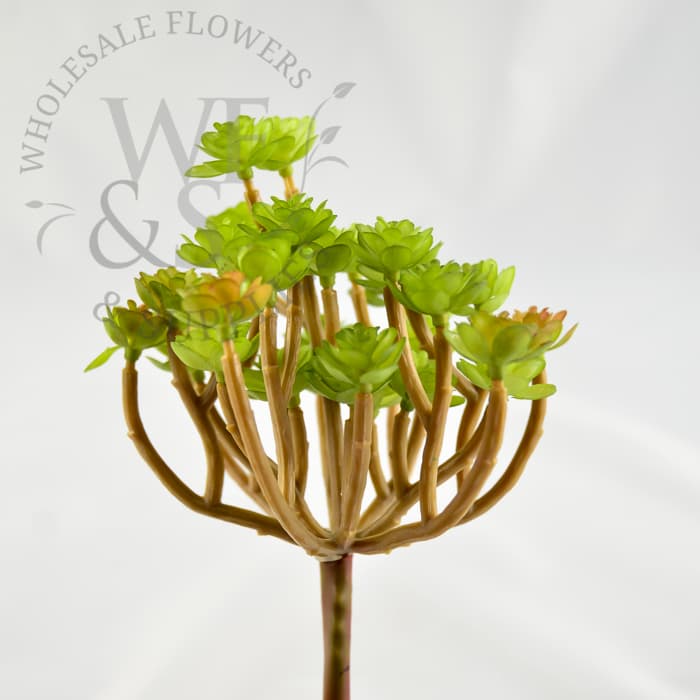 6" Sedum Succulent Bush Green