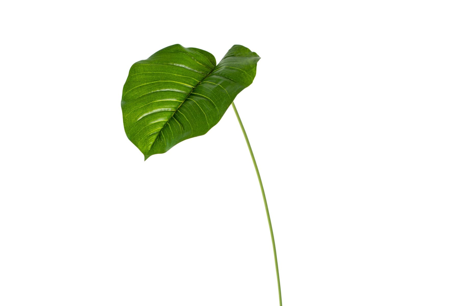 32" Green large leaf