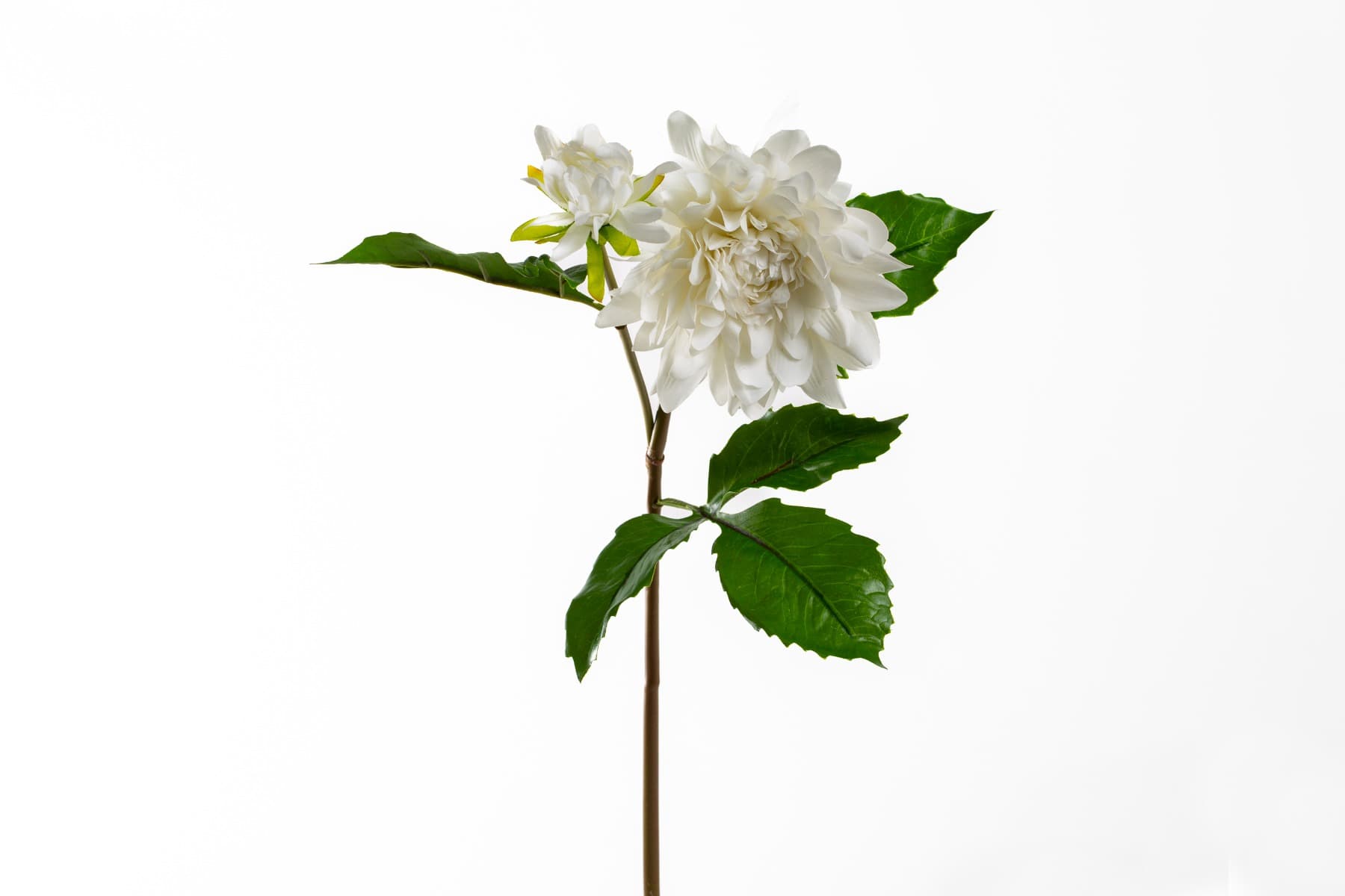 21" Cream Dahlia Fresh Touch