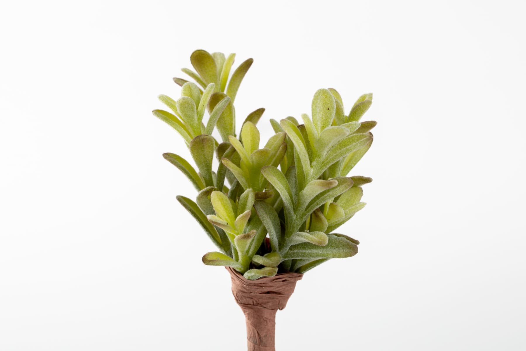 7" Donkey Tail Bush Succulent