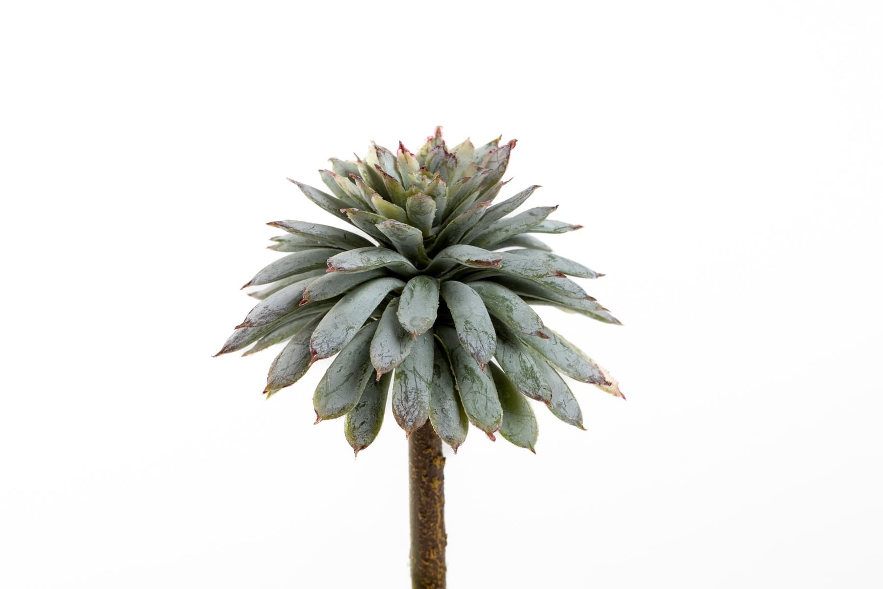 5" Grey green Echeveria w/ Brown Pick