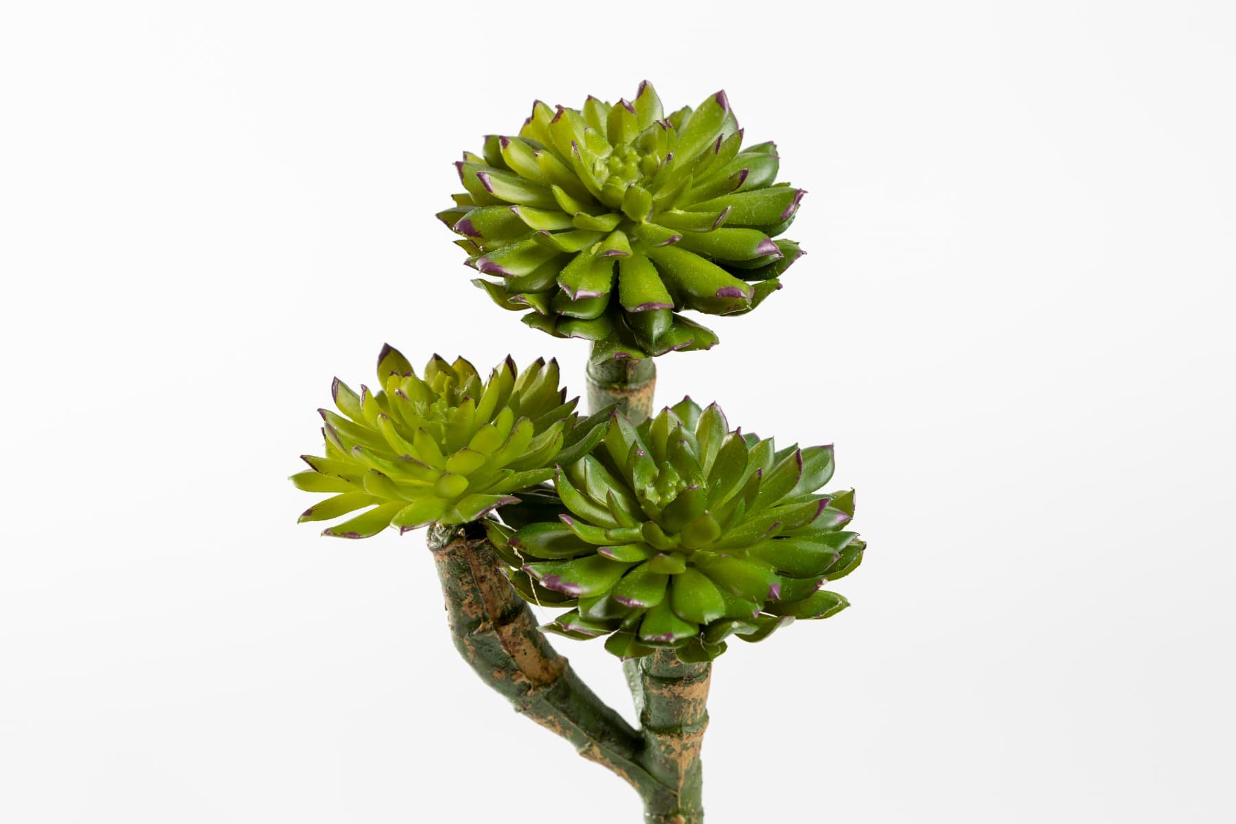 7" Echeveria Pick with 3 Stems