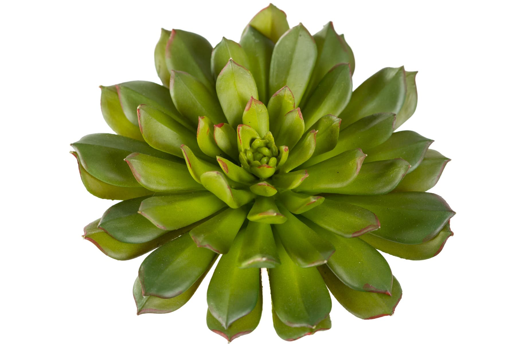 6" Bright Green Echeveria Pick