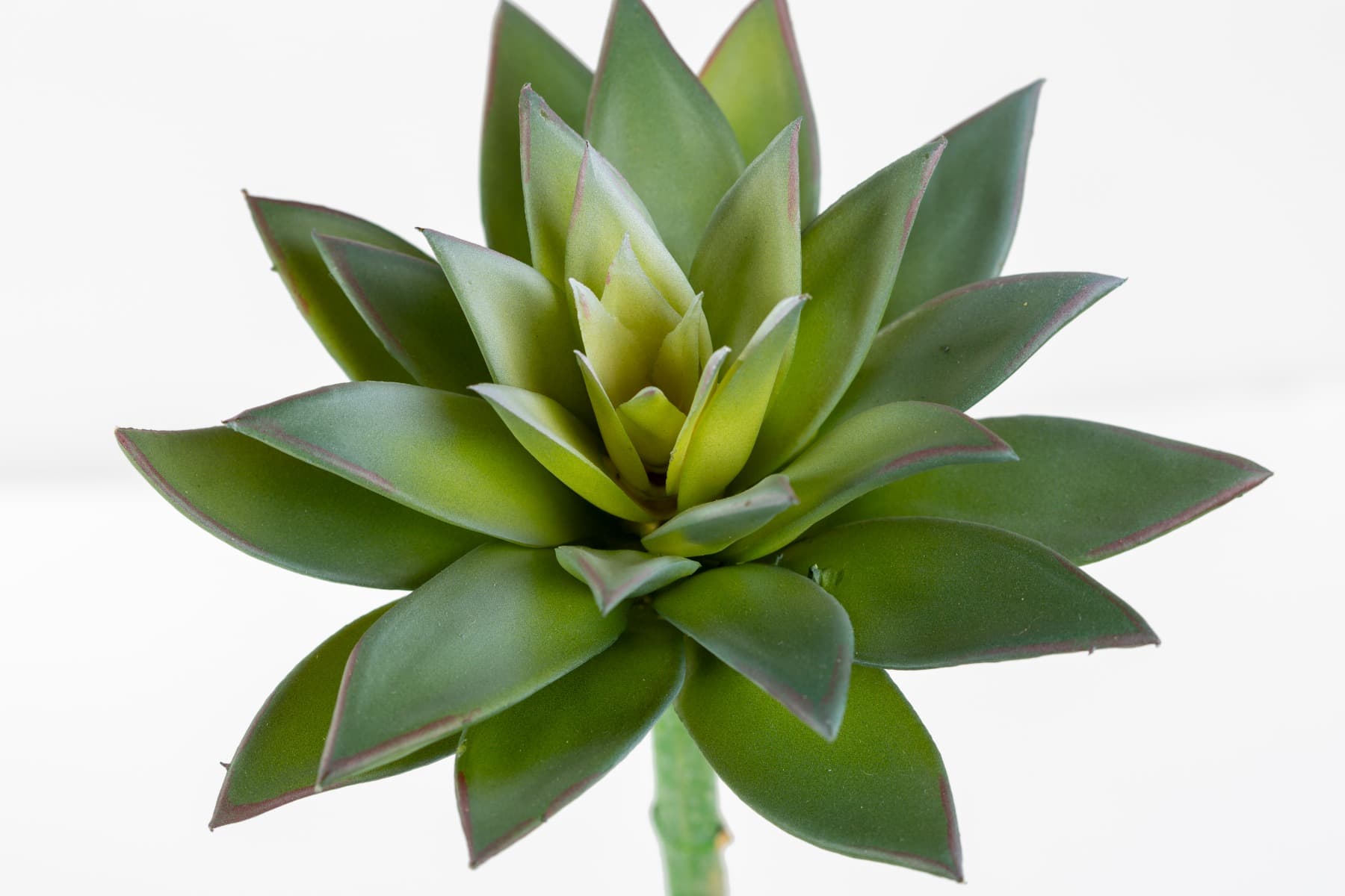 7" Pale Gray-Blue Green Echeveria Pick