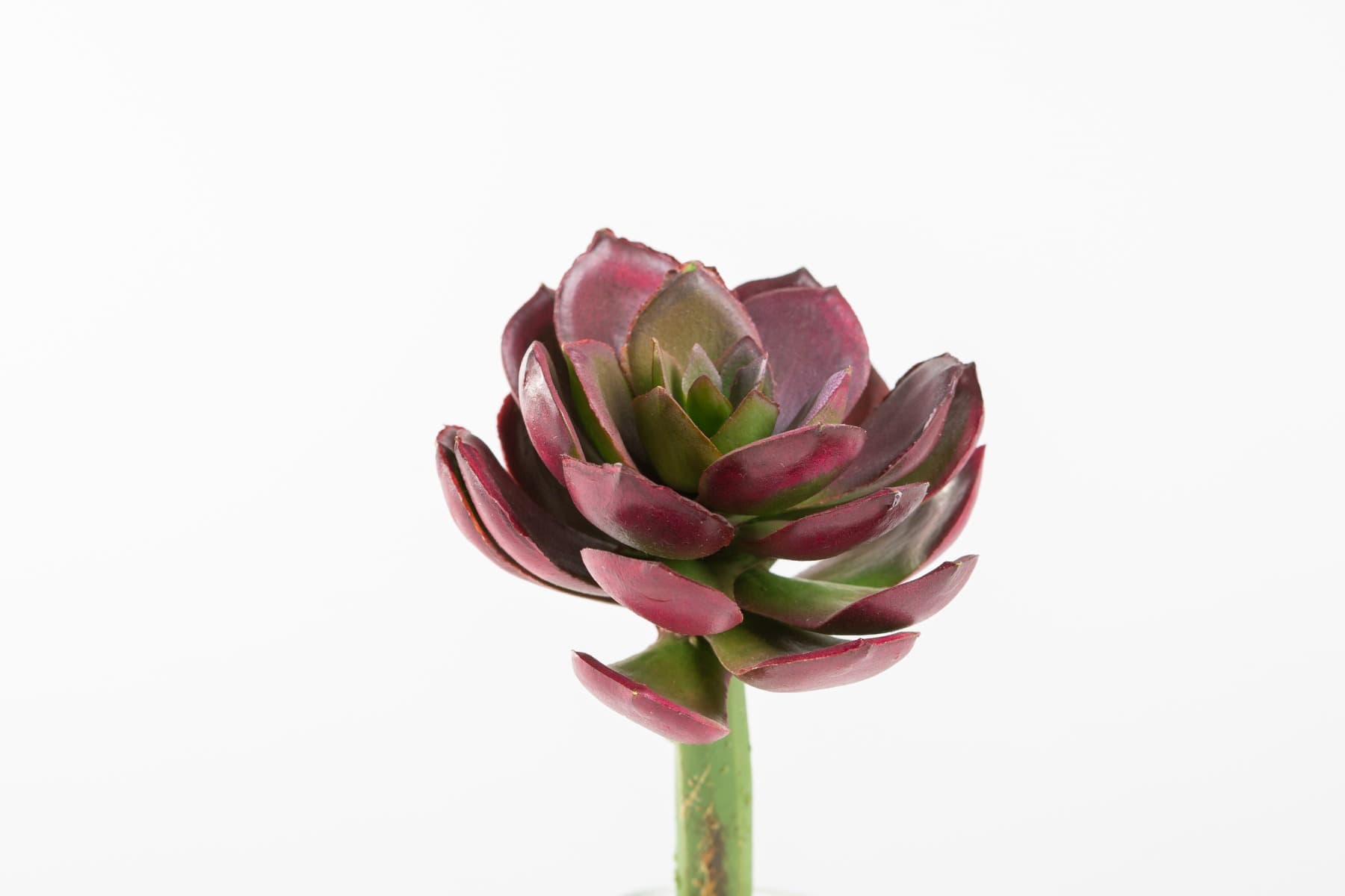 5" Burgundy Green Echeveria Pick