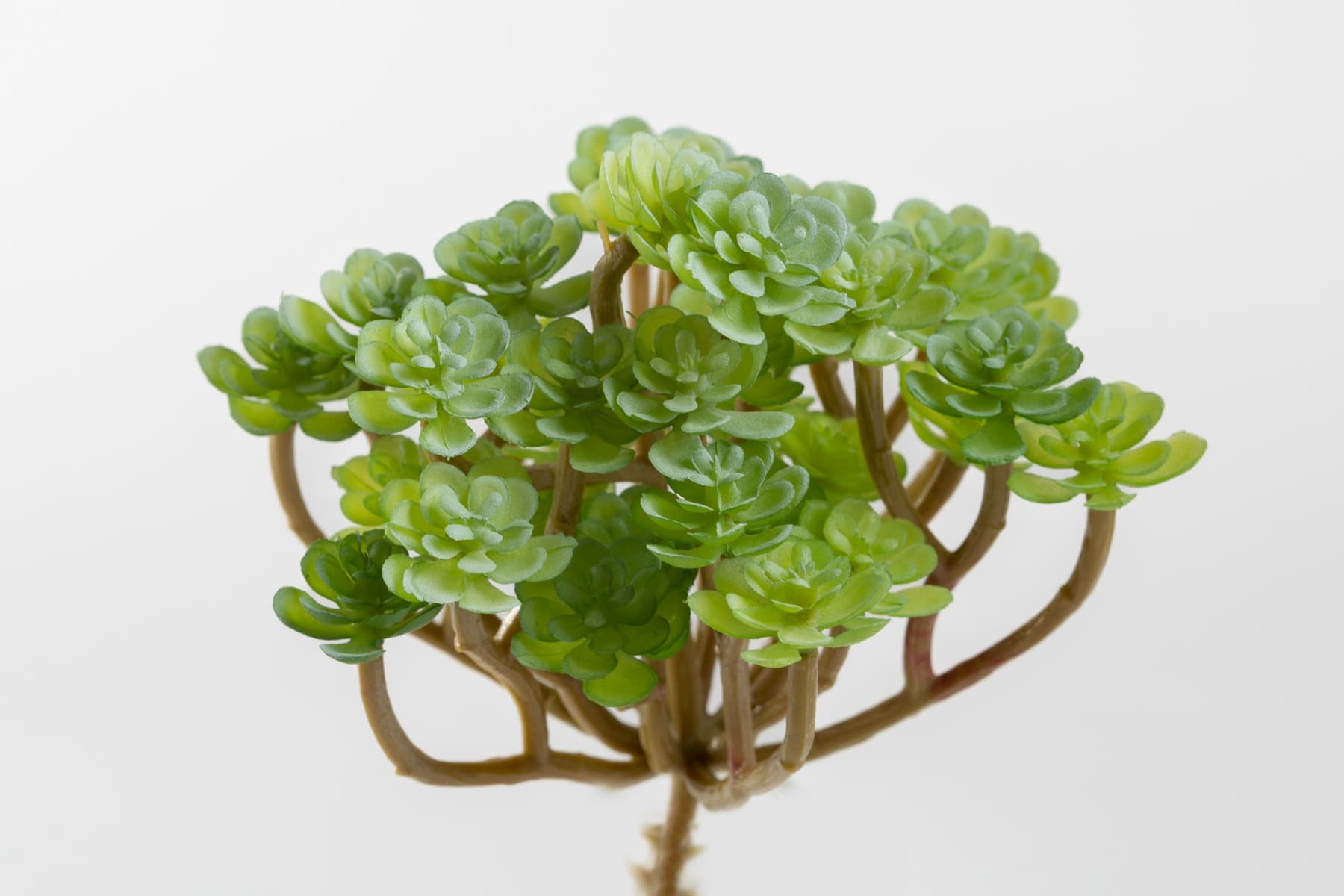 5" Mini Sedum Cluster w/ Brown Stem