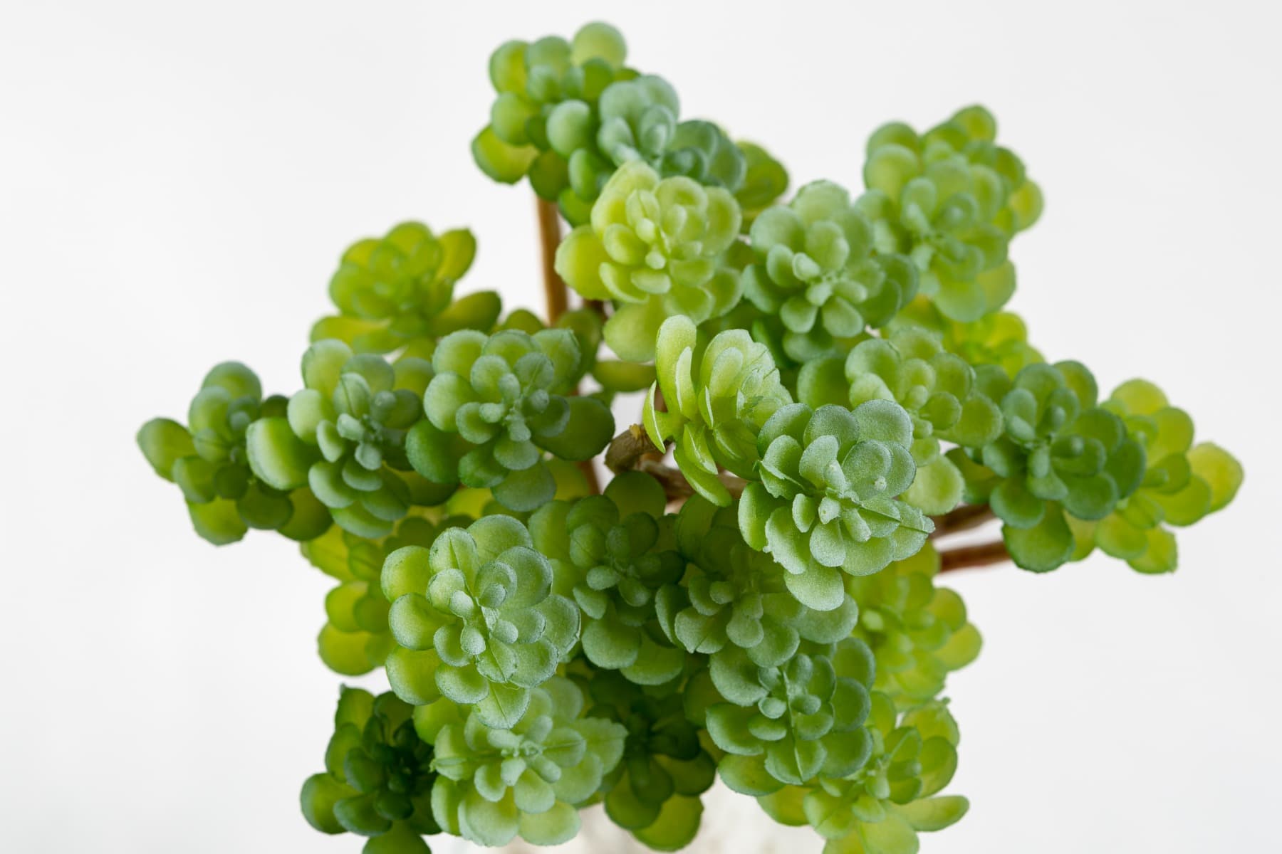 6.3"SoftSedumPickGR/GY