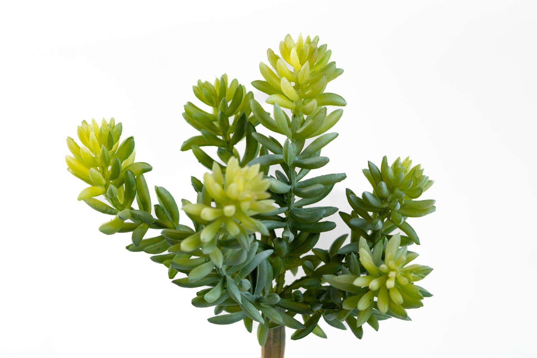 7" Soft Sedum Pick GR/GY