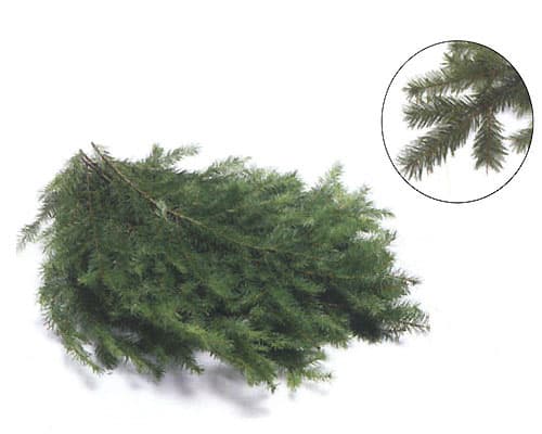 Douglas Fir Bunch