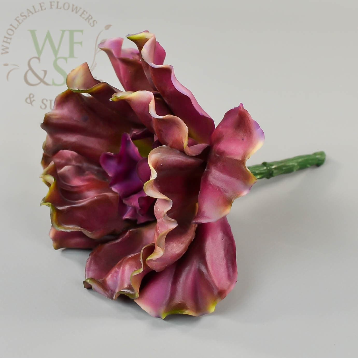 7" Curly Echeveria Purple