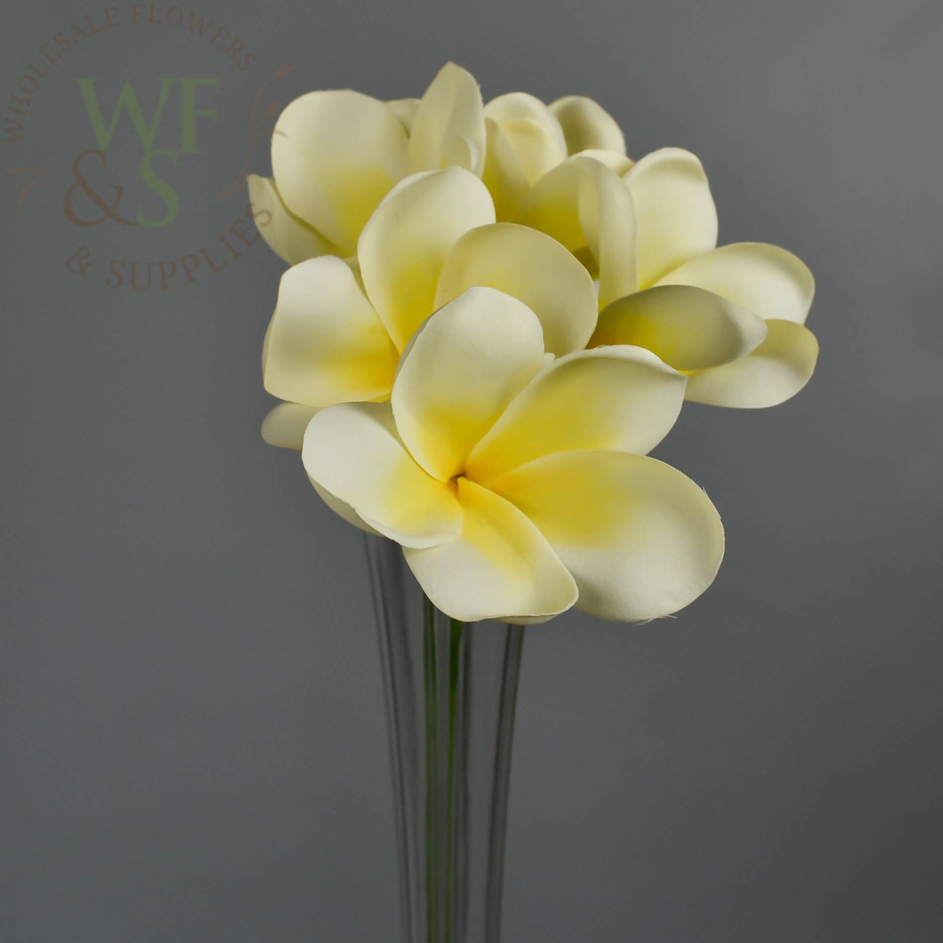 Ivory Silk Plumeria Flowers on Stem 12"