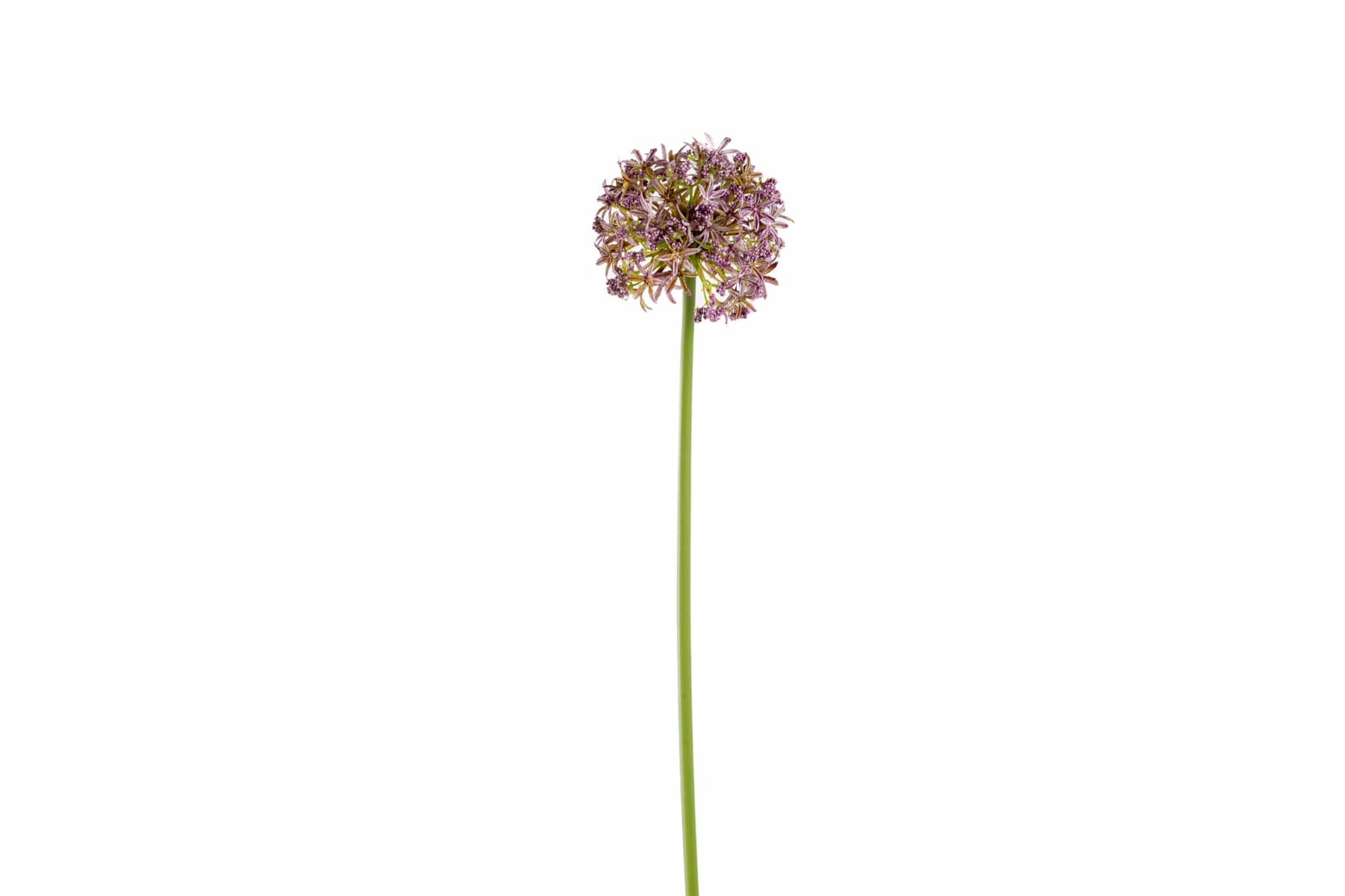 31" Lavender Allium Spray