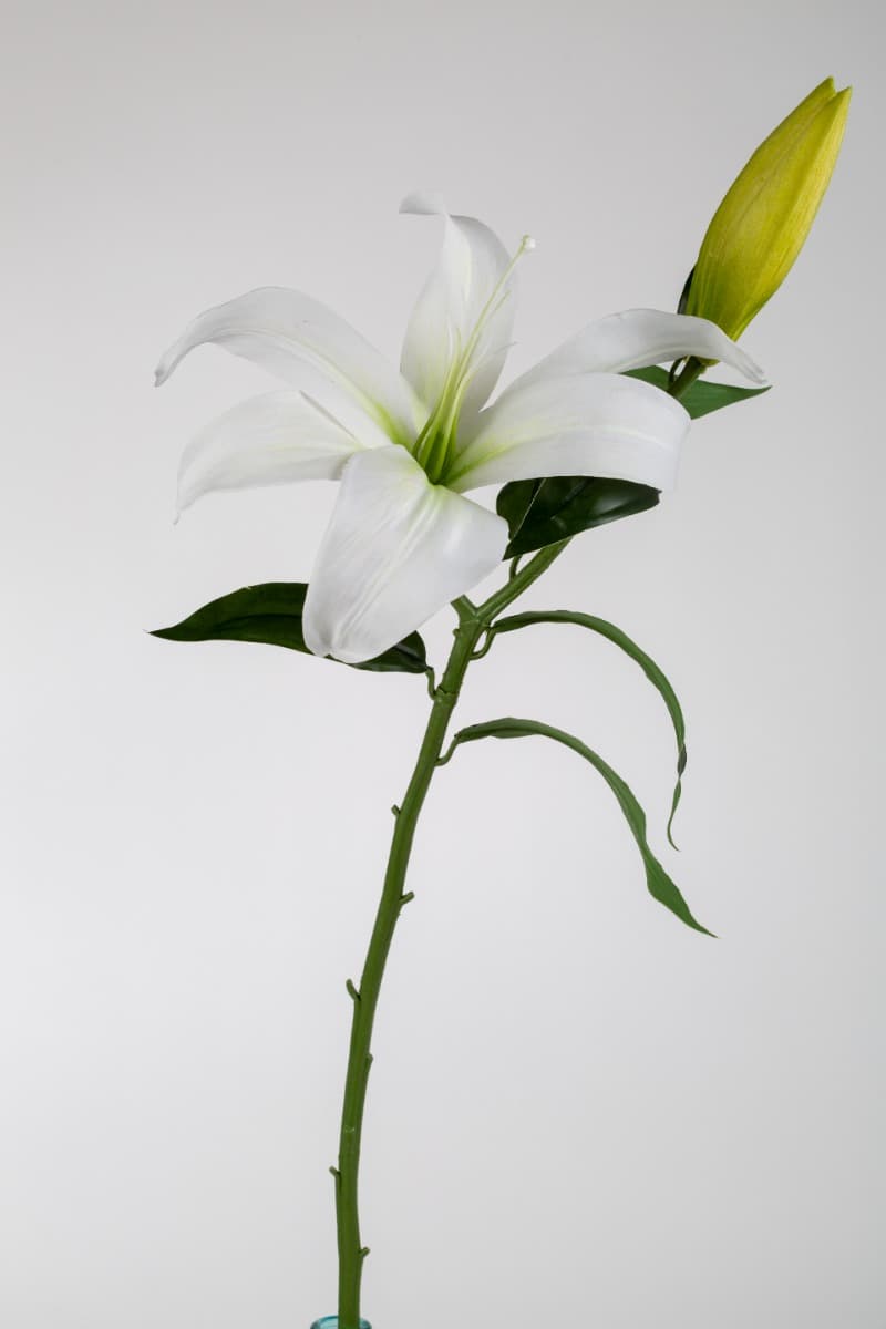 26" White Large Casablanca Lily Spray