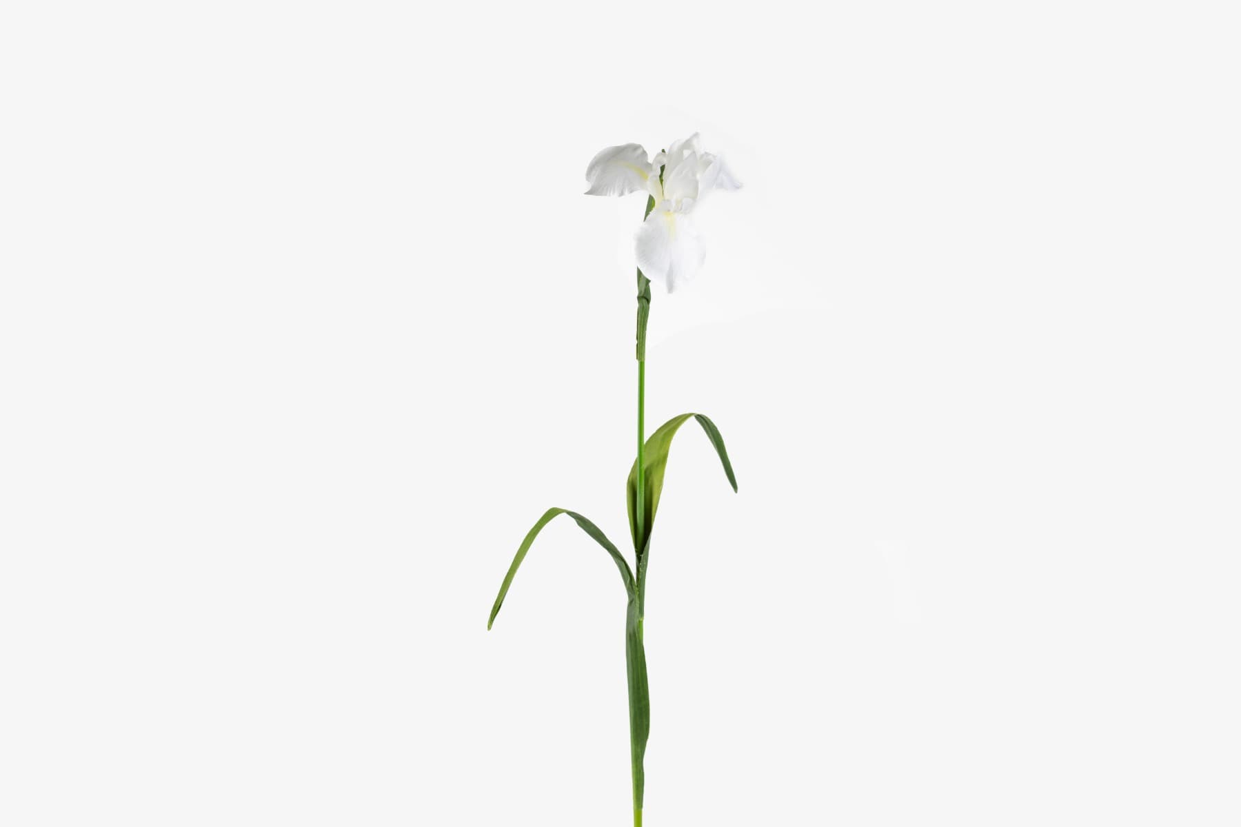 30" White Iris Flower Stem