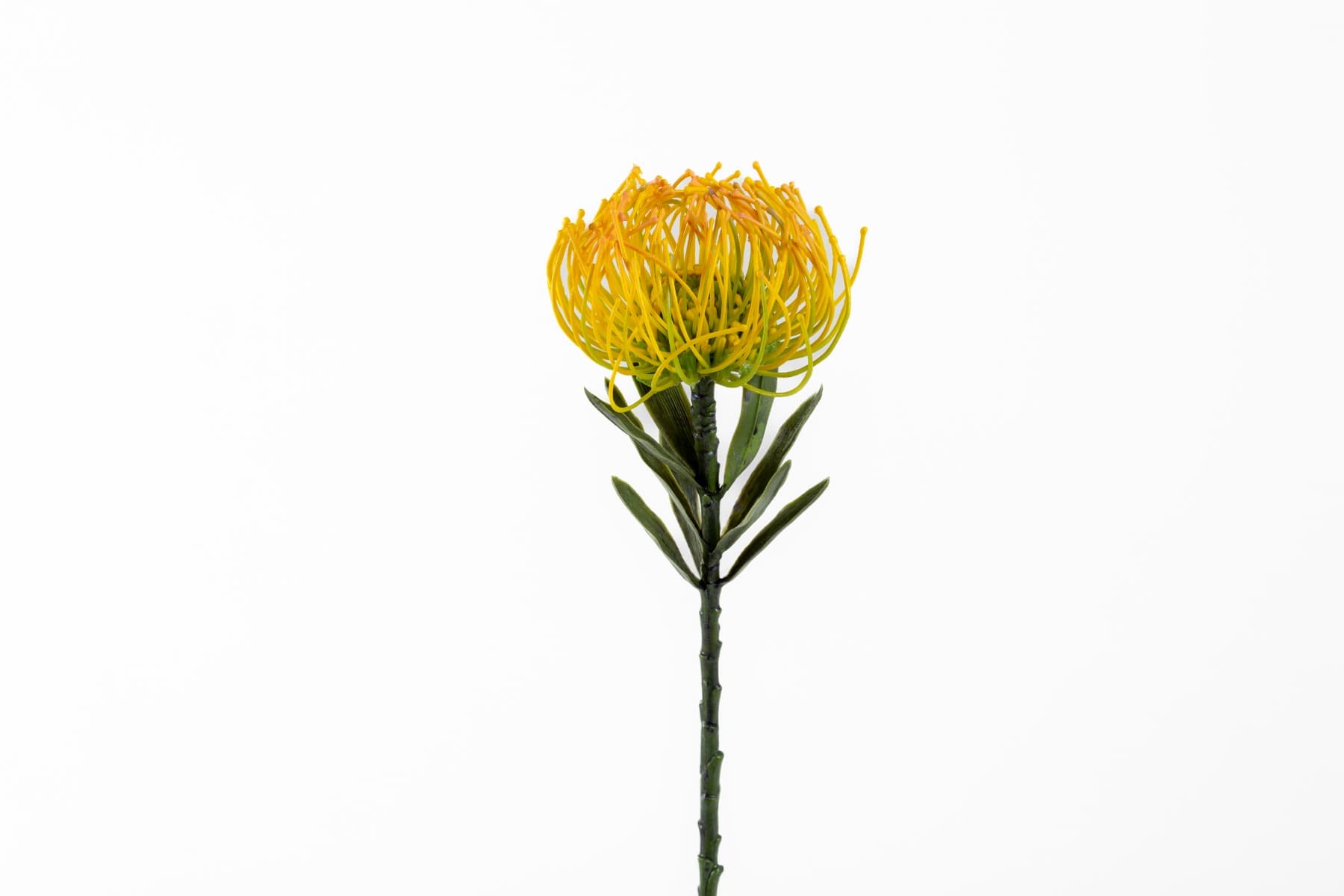 14" Yellow Pin Cushion Protea Spray