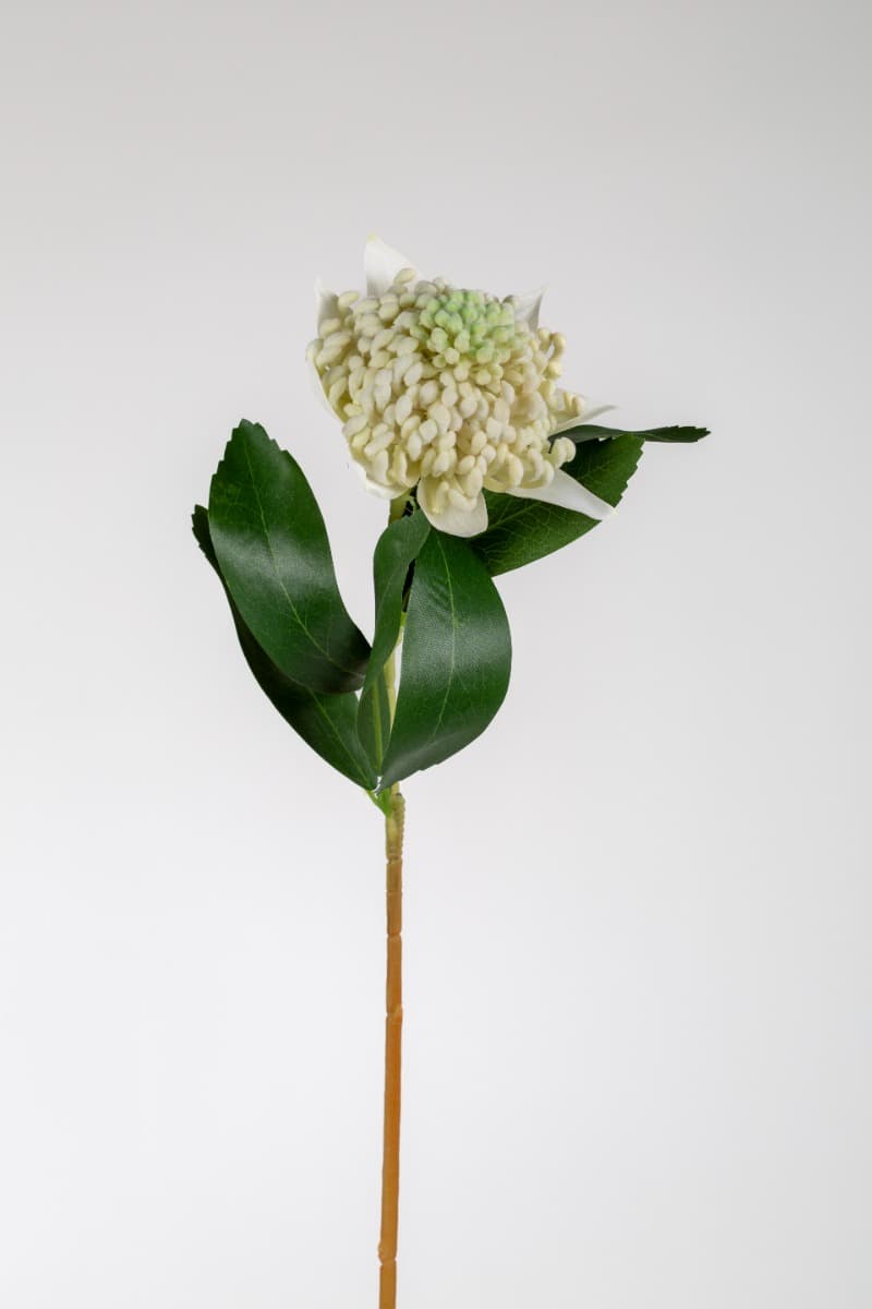 27" Cream Telopea Spray