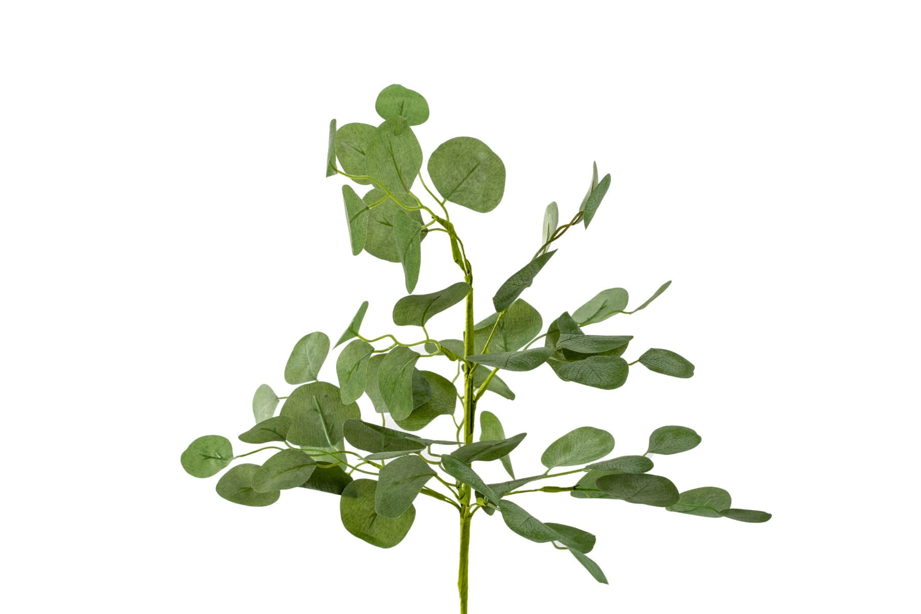 21" Silver Green Silver Dollar Eucalyptus bush