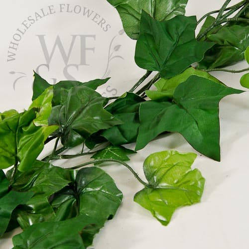 Green Flat Ivy
