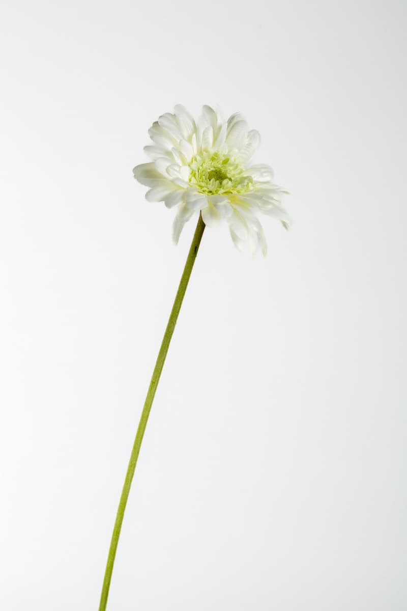 21" Cream Gerbera daisy