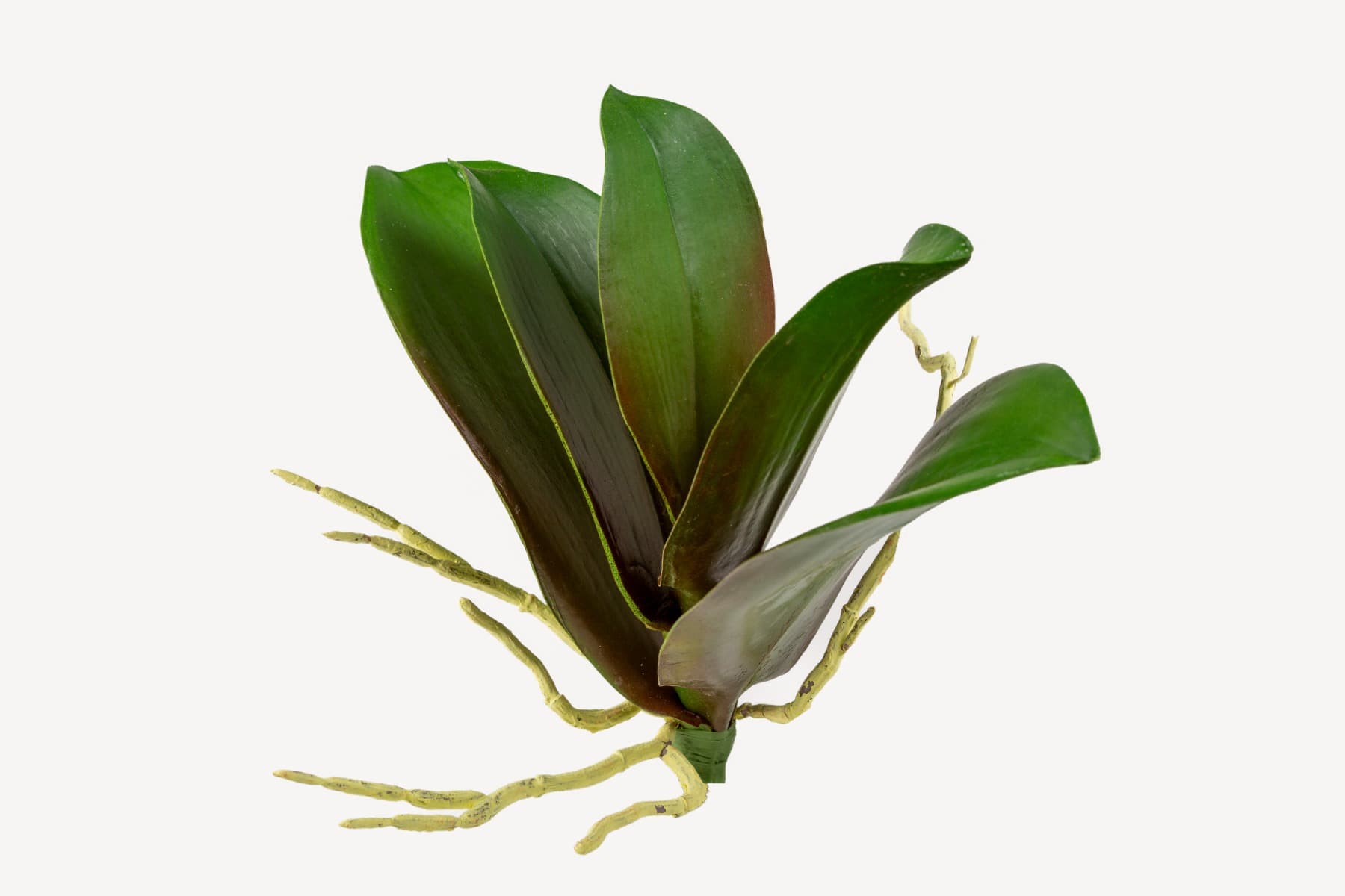 Phalaenopsis Plant Leaf Pick - 9inch