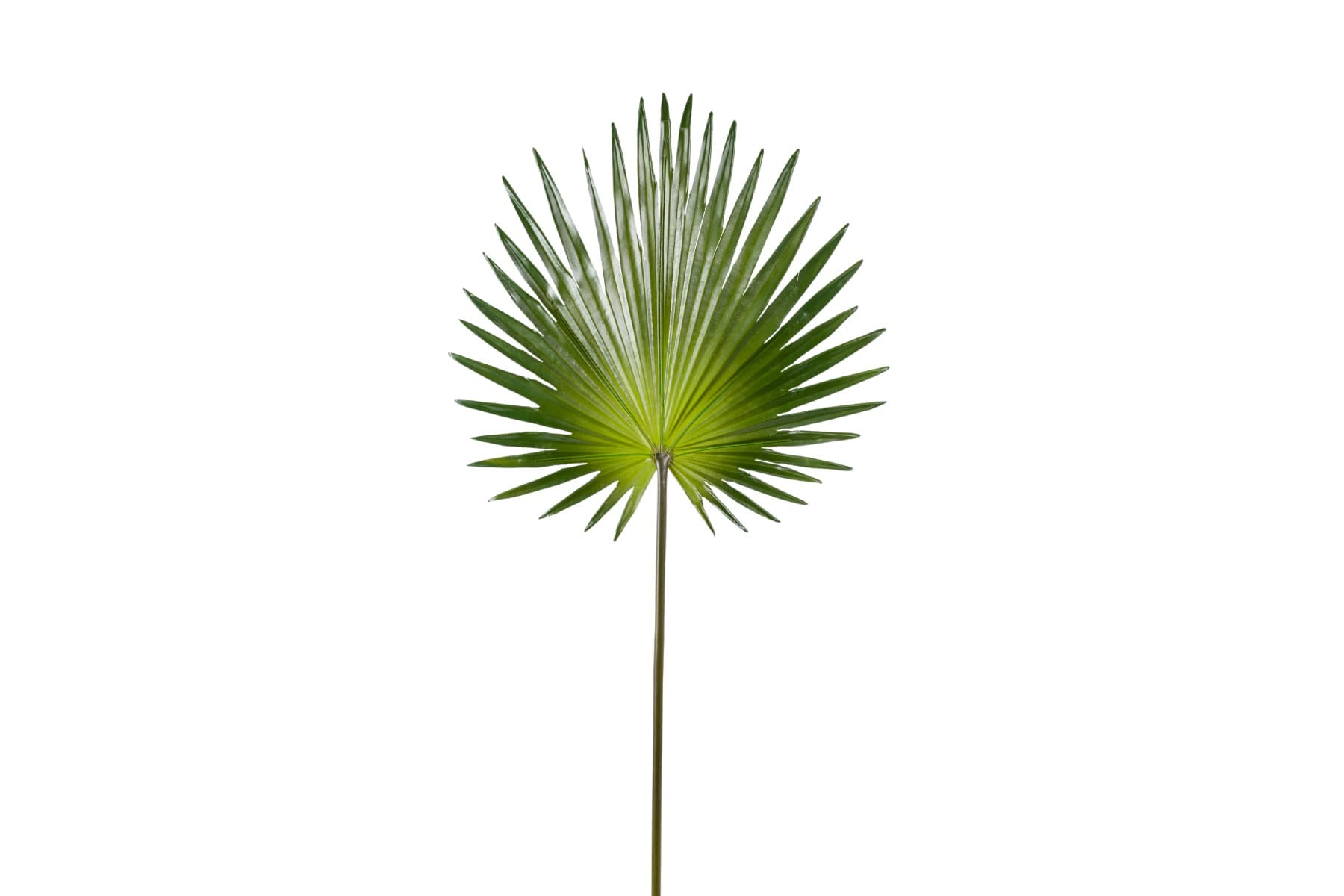 30" Fan Palm Spray