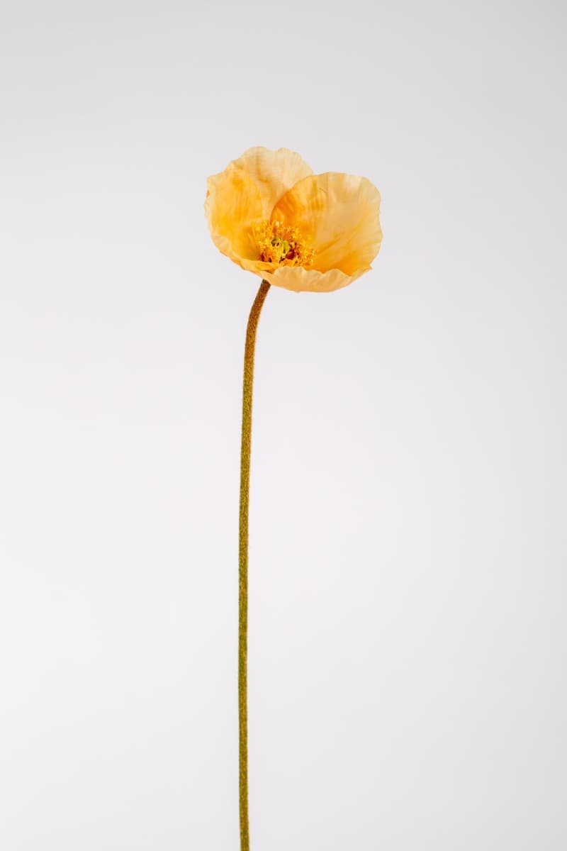 23" Coral Poppy Spray