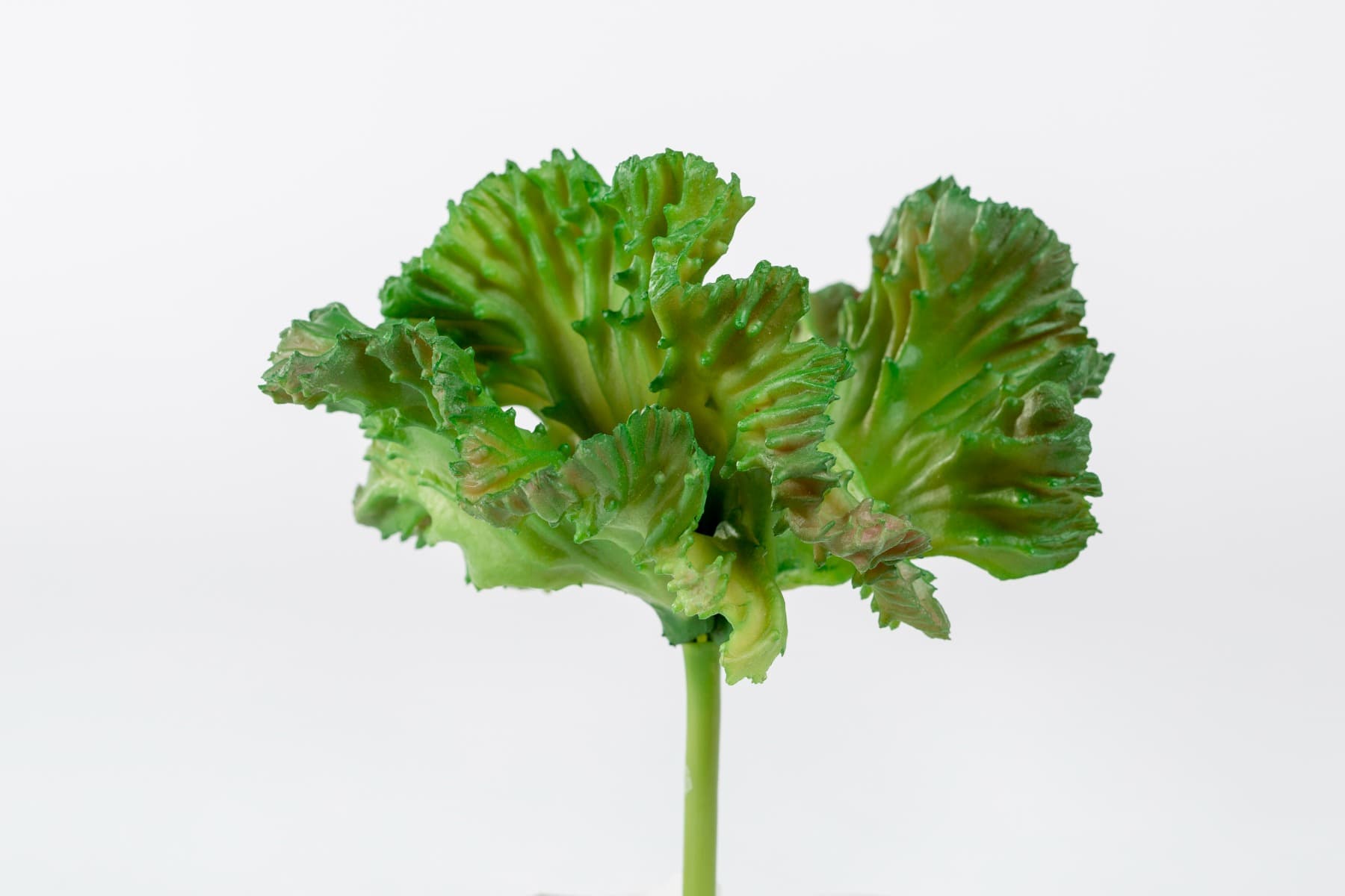 6.5 " Ruffled Echeveria Pick