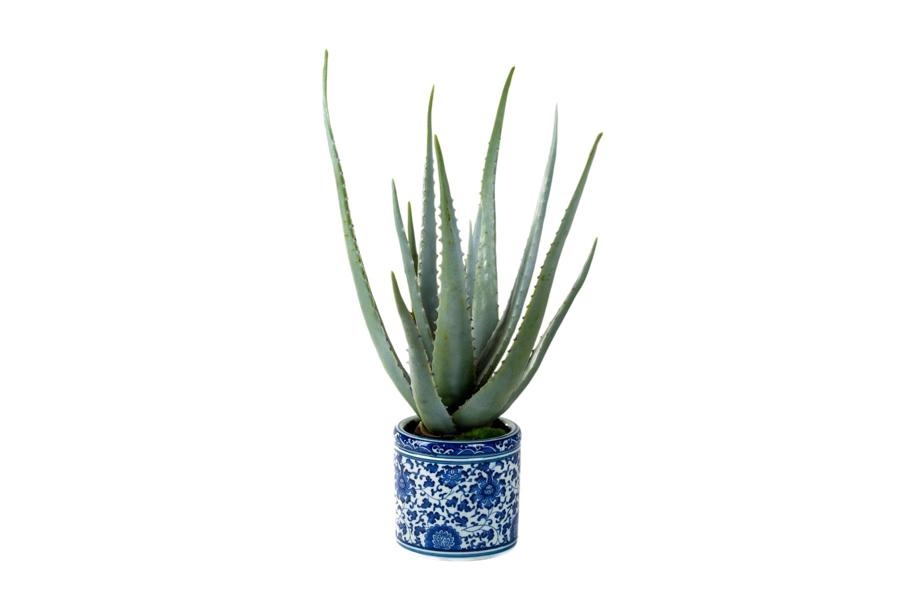 19.5" Green Agave in Blue Ceramic Vase