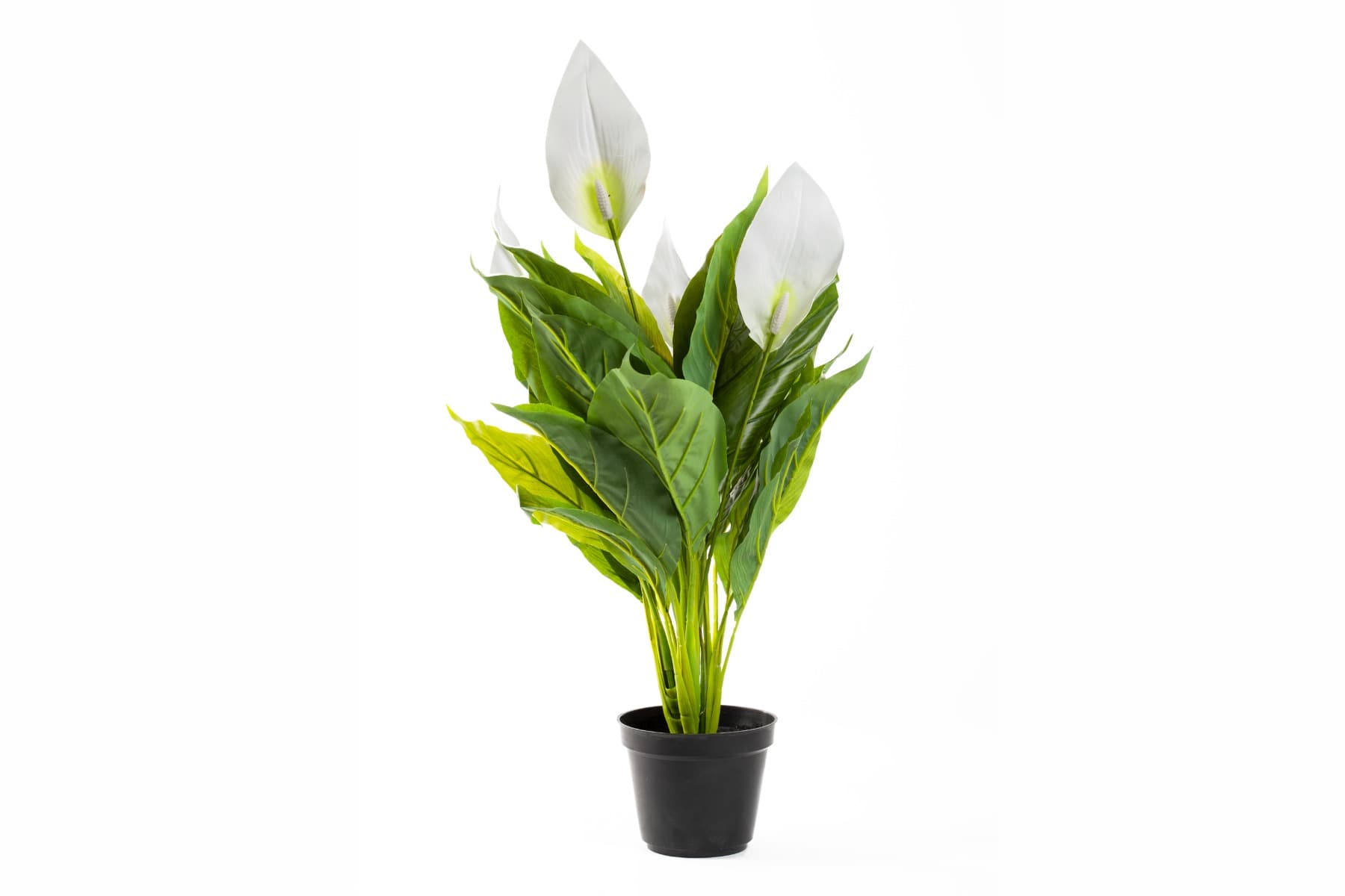 23" Potted White Spathiphyllum