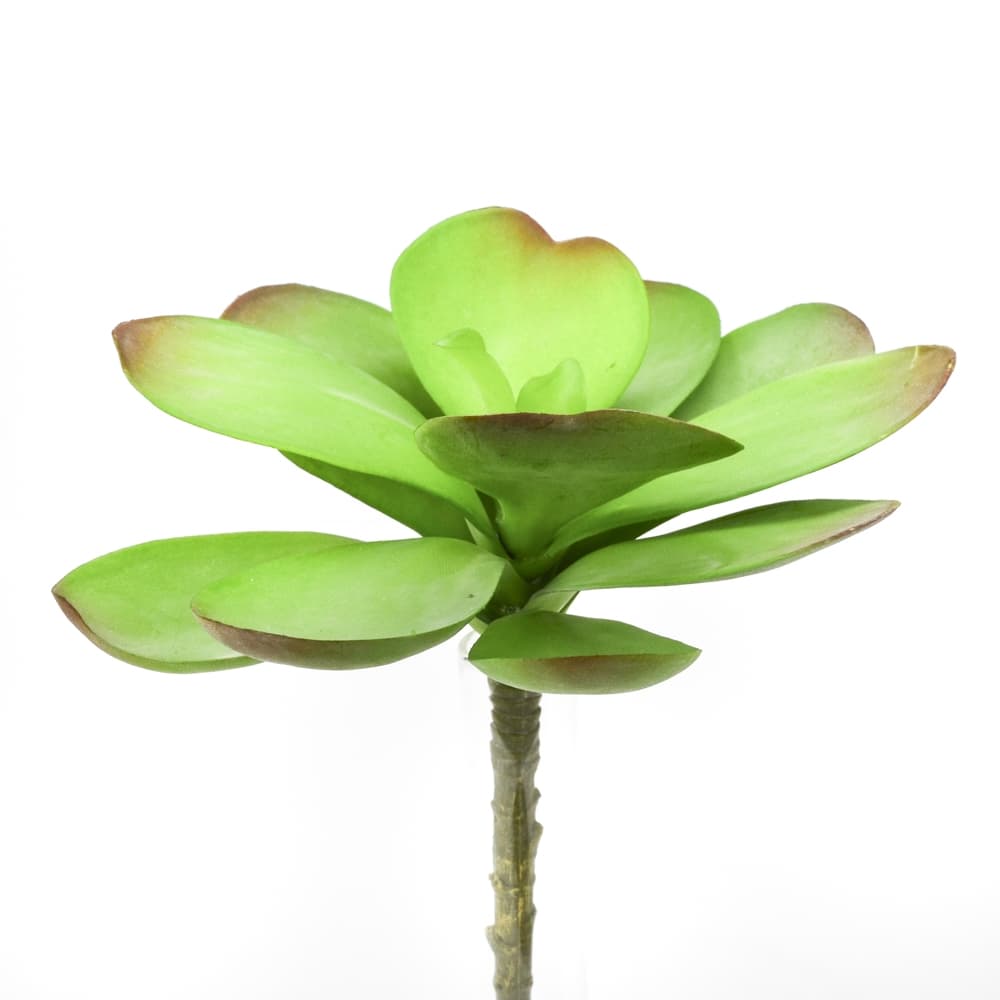 Kalanchoe Luciae Succulent Pick DISC